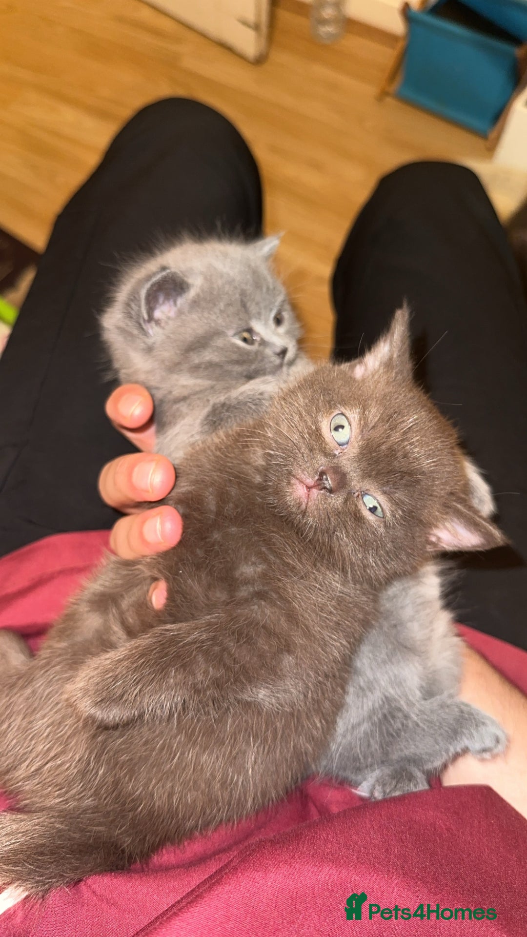 British Shorthair cats for sale: Chocolate British shorthair  in Manchester - Image 3