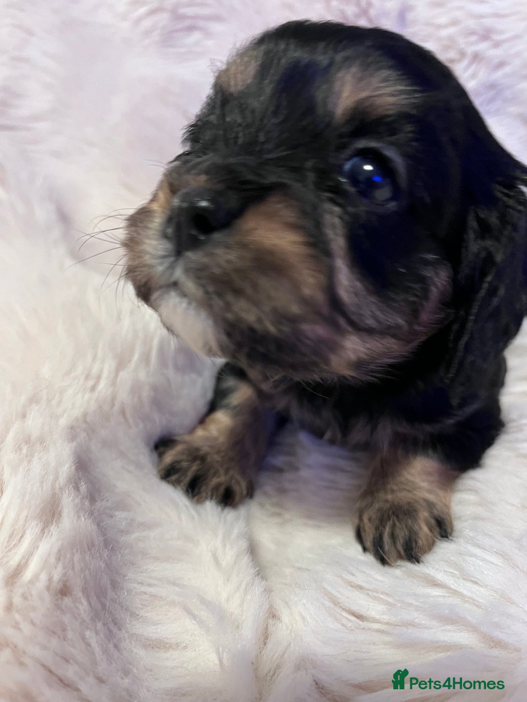 Cavapoo dogs for sale: STUNNING F1b REVERSE Cavapoos - Advert 17