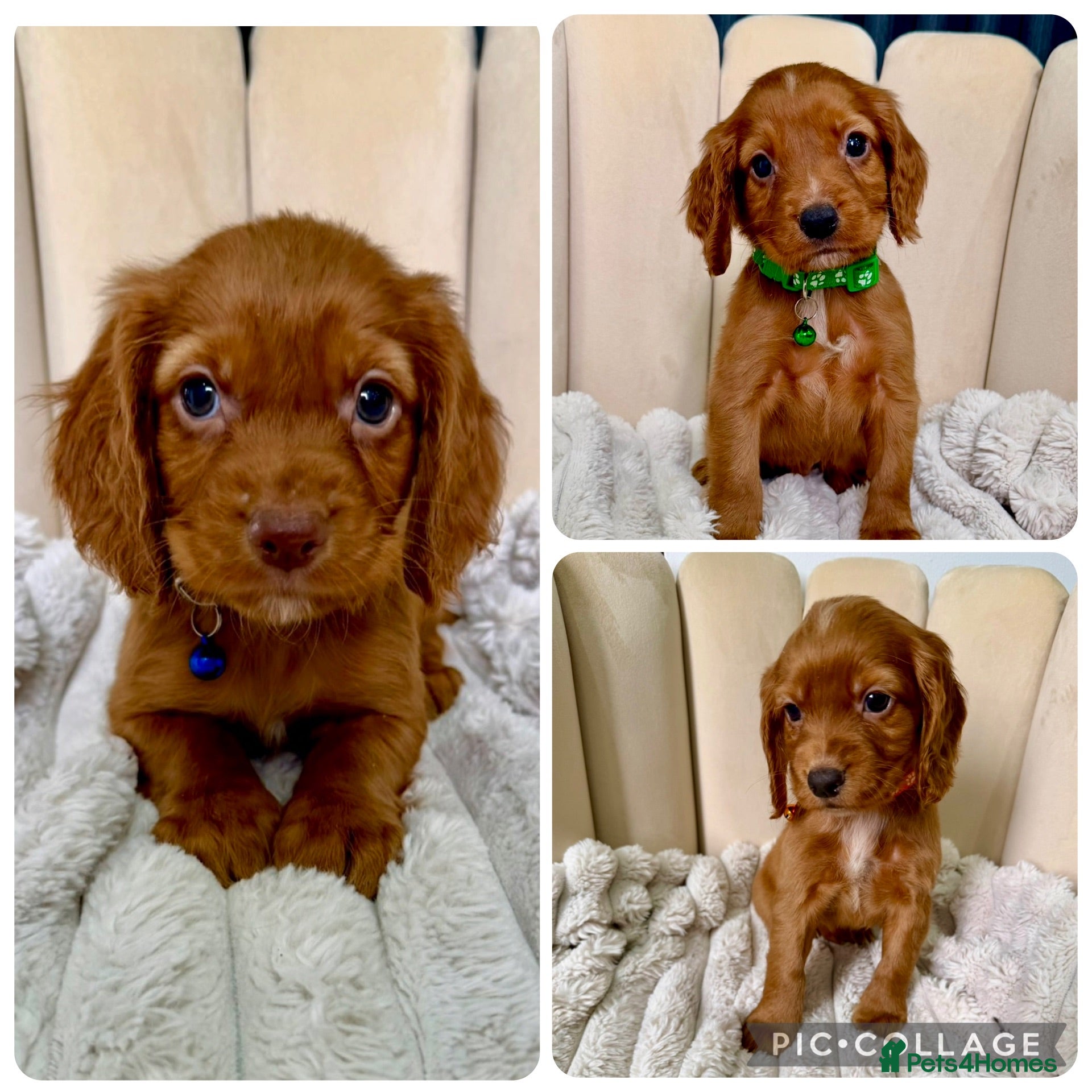 Cocker Spaniel dogs Adorable Red Cocker Spaniel Puppies 🐶❤️ - Advert 2