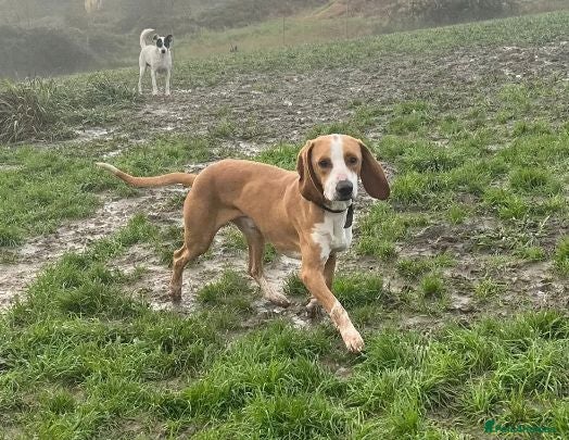 Mixed Breed dogs Txiru  - Advert 1