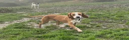 Mixed Breed dogs for adoption: Txiru  in Alfreton - Advert 1