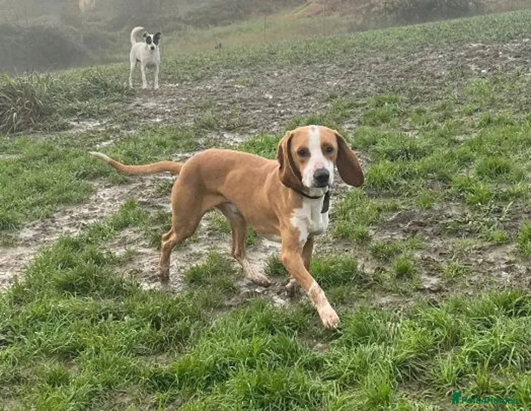 Mixed Breed dogs for adoption: Txiru  in Alfreton - Advert 1