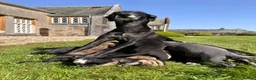 Mixed Breed dogs for sale: Black Isle Long Snoot puppies for sale  - Advert 9