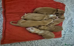 Cocker Spaniel dogs for sale: FTCH sired cocker pups top trial bloodlines - Image 6