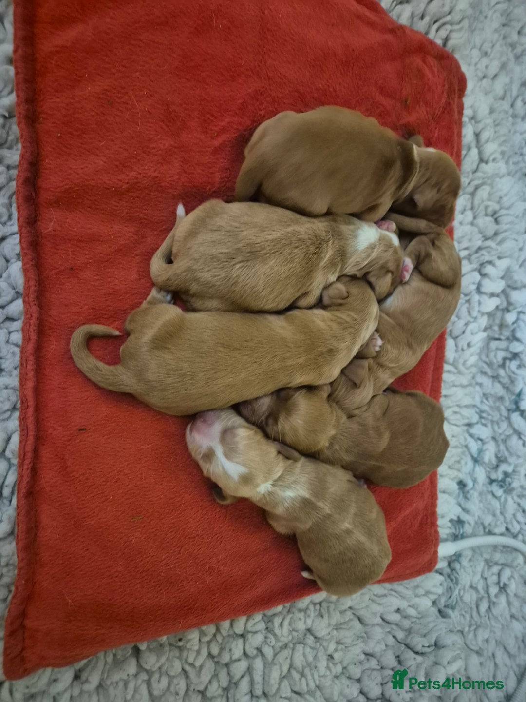 Cocker Spaniel dogs for sale: FTCH sired cocker pups top trial bloodlines - Image 6
