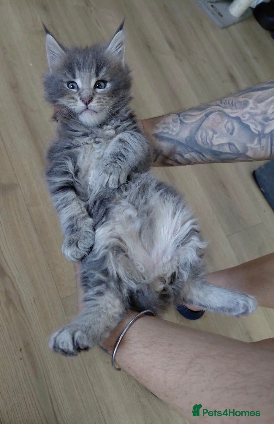 Maine Coon cats GCCF/TICA Blue/Black Maine Coon Kittens - Advert 2