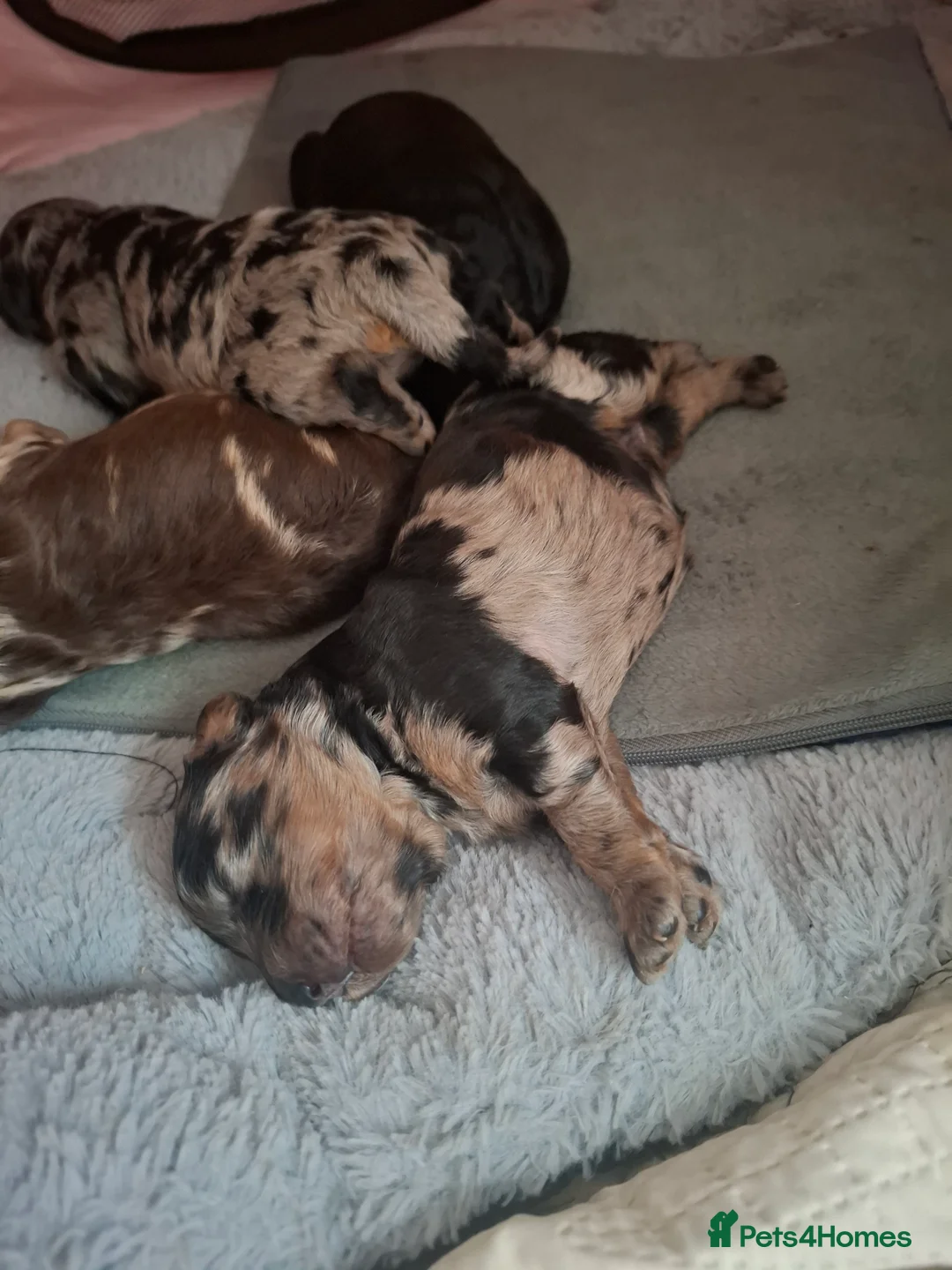 Cockapoo dogs for sale: Toy cockapoo pups - Advert 5