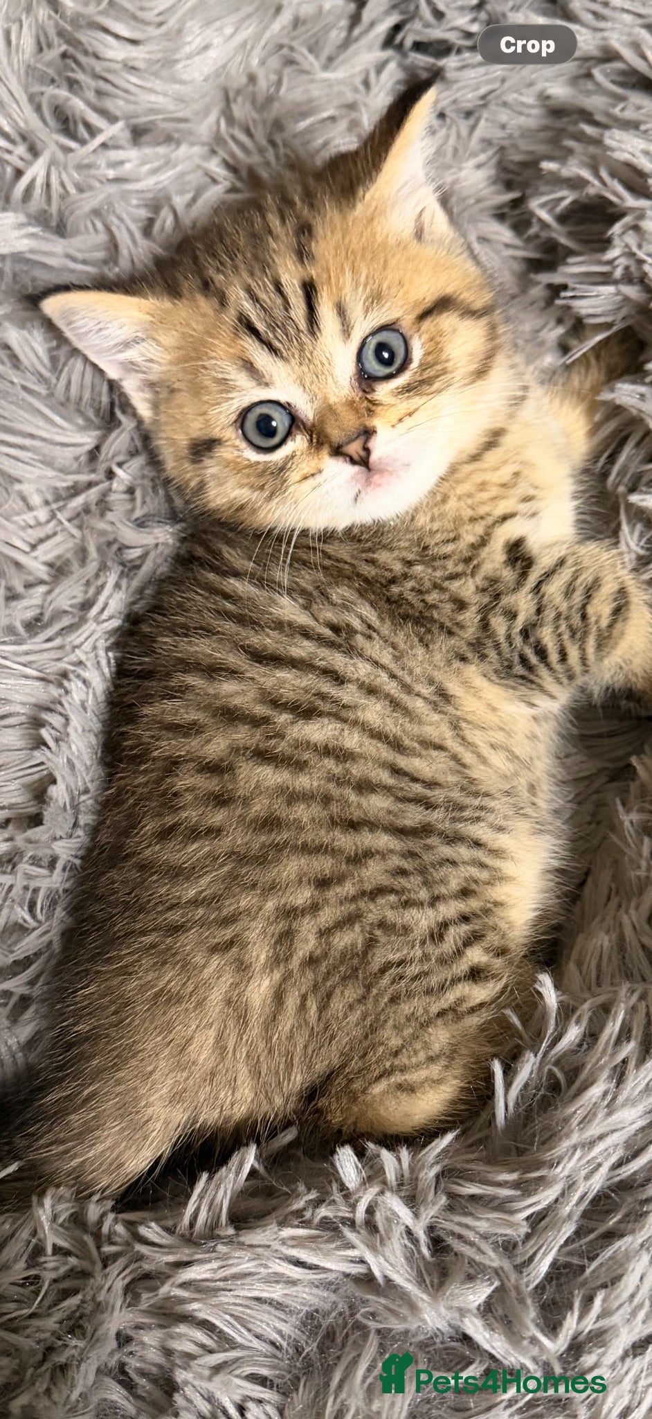 British Shorthair cats Adorable British Shorthair Kittens for Sale - Advert 1
