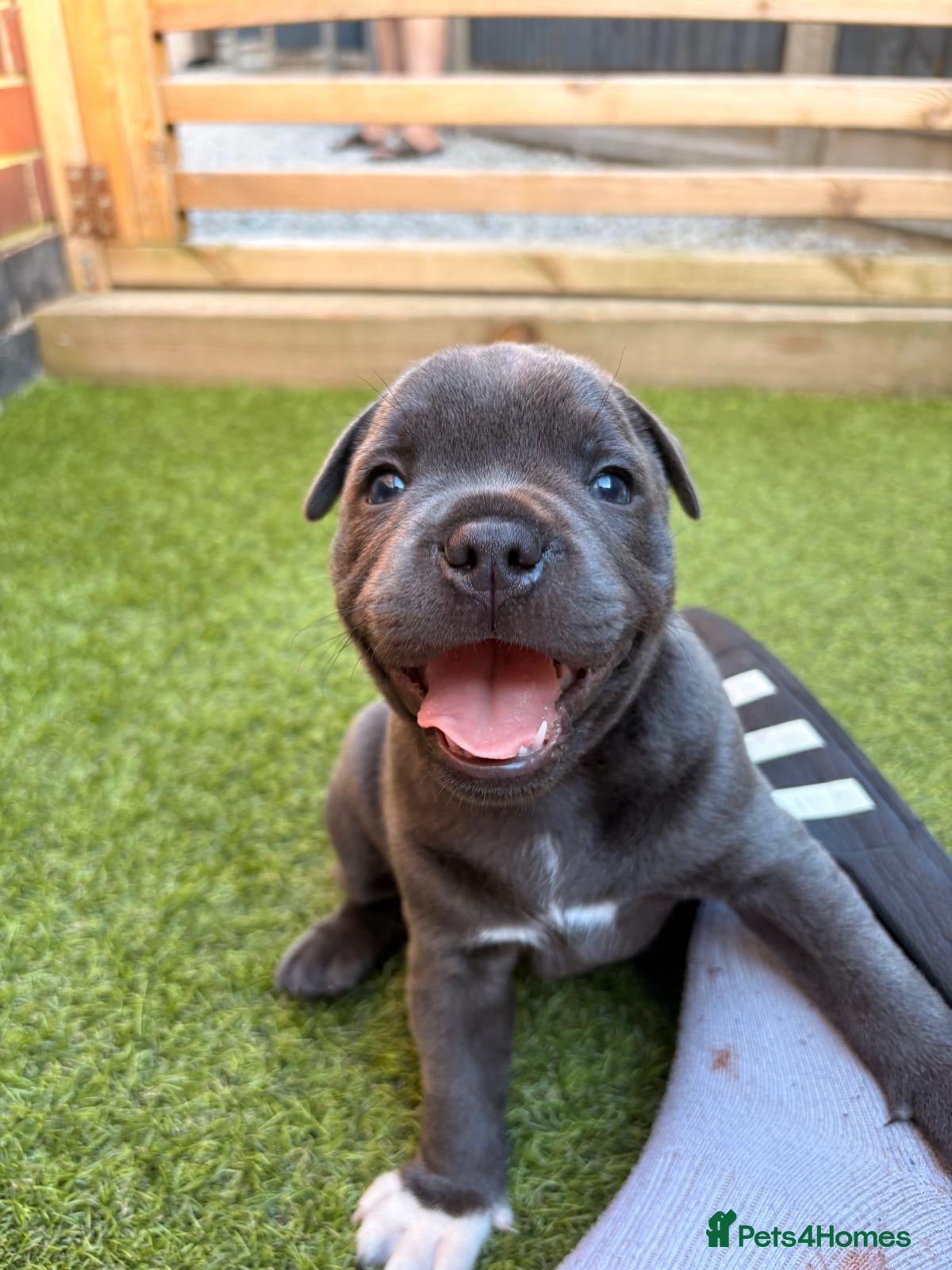 Staffordshire Bull Terrier dogs KC REG CHAMPION Staffordshire bull terrier - Advert 6