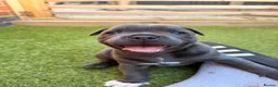 Staffordshire Bull Terrier dogs for sale: Staffordshire bull terrier - Advert 3