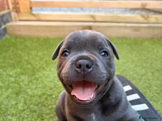 Staffordshire Bull Terrier dogs KC REG CHAMPION Staffordshire bull terrier - Advert 6