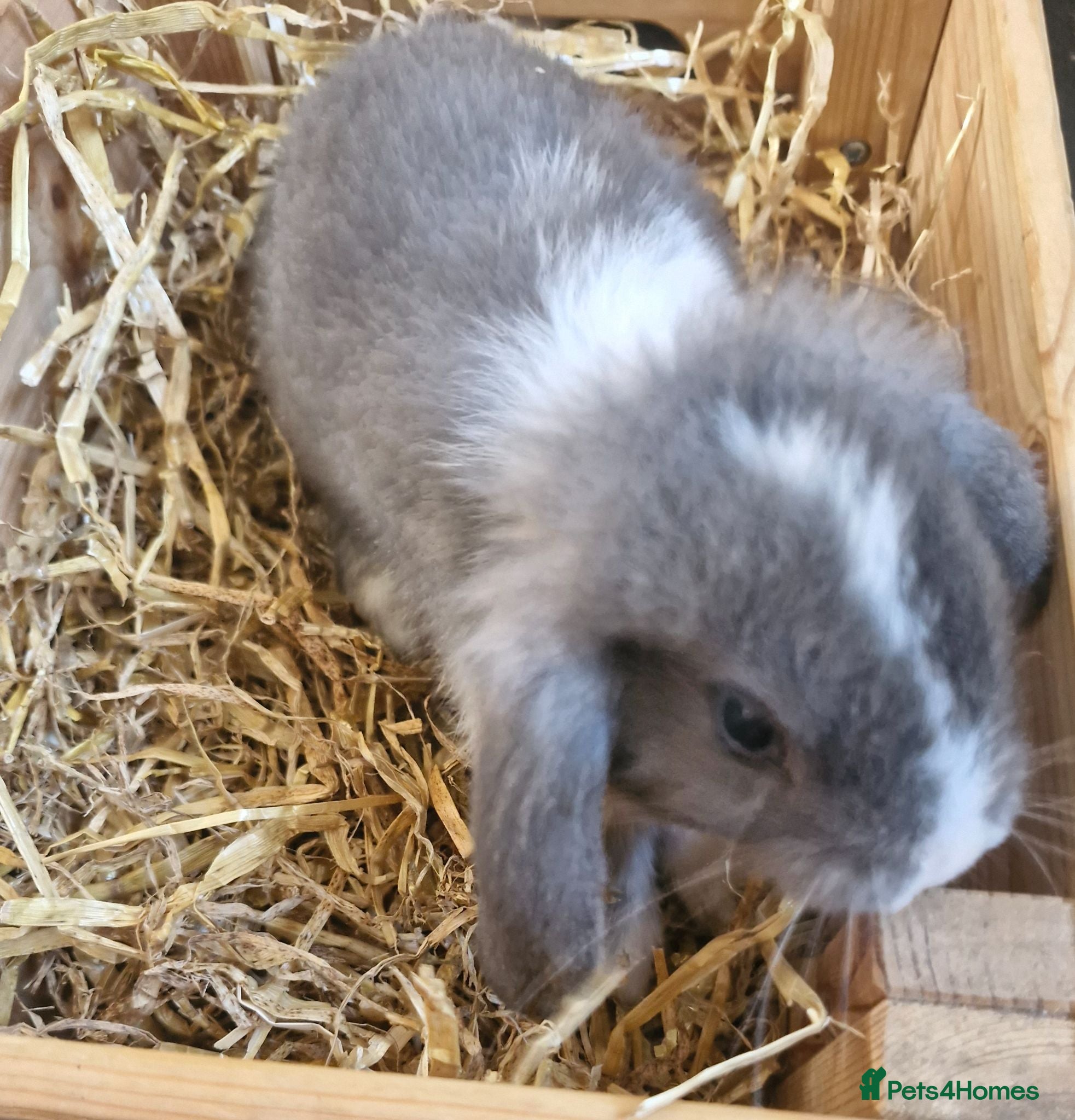 Mixed Breed rabbits Baby rabbits - Advert 8