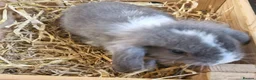 Mixed Breed rabbits for sale: Baby rabbits in Southampton - Advert 1