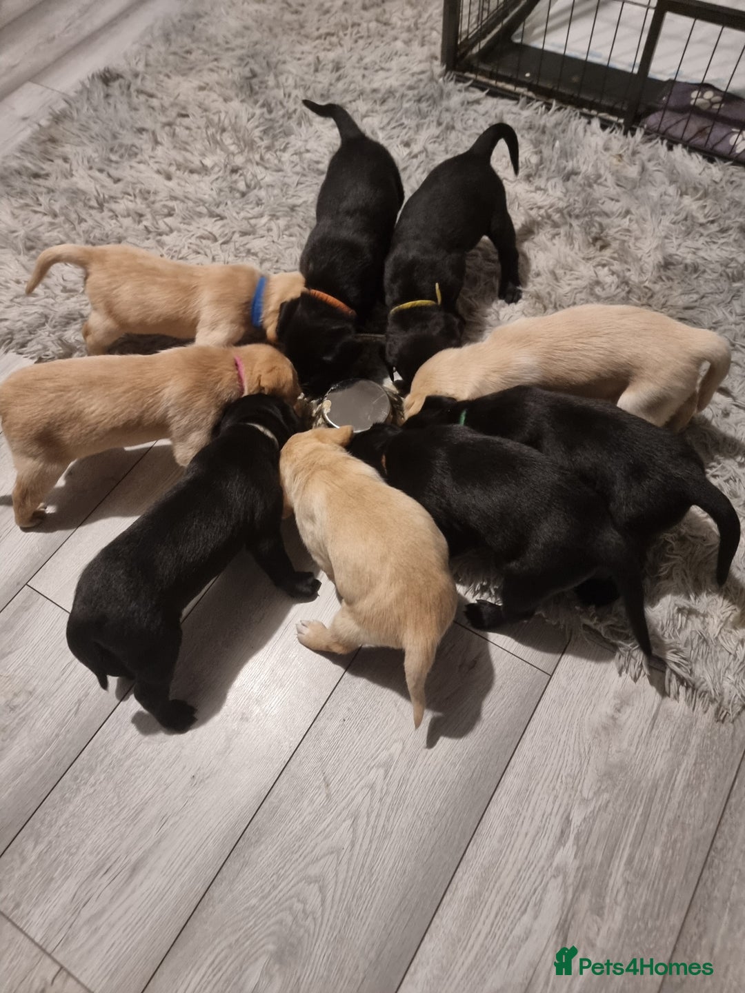 Labrador Retriever dogs for sale: PEDIGREE & KC REG LABRADOR RETRIEVER  - Advert 3