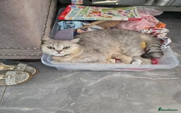 British Shorthair cats for sale: British short hair x - Image 5