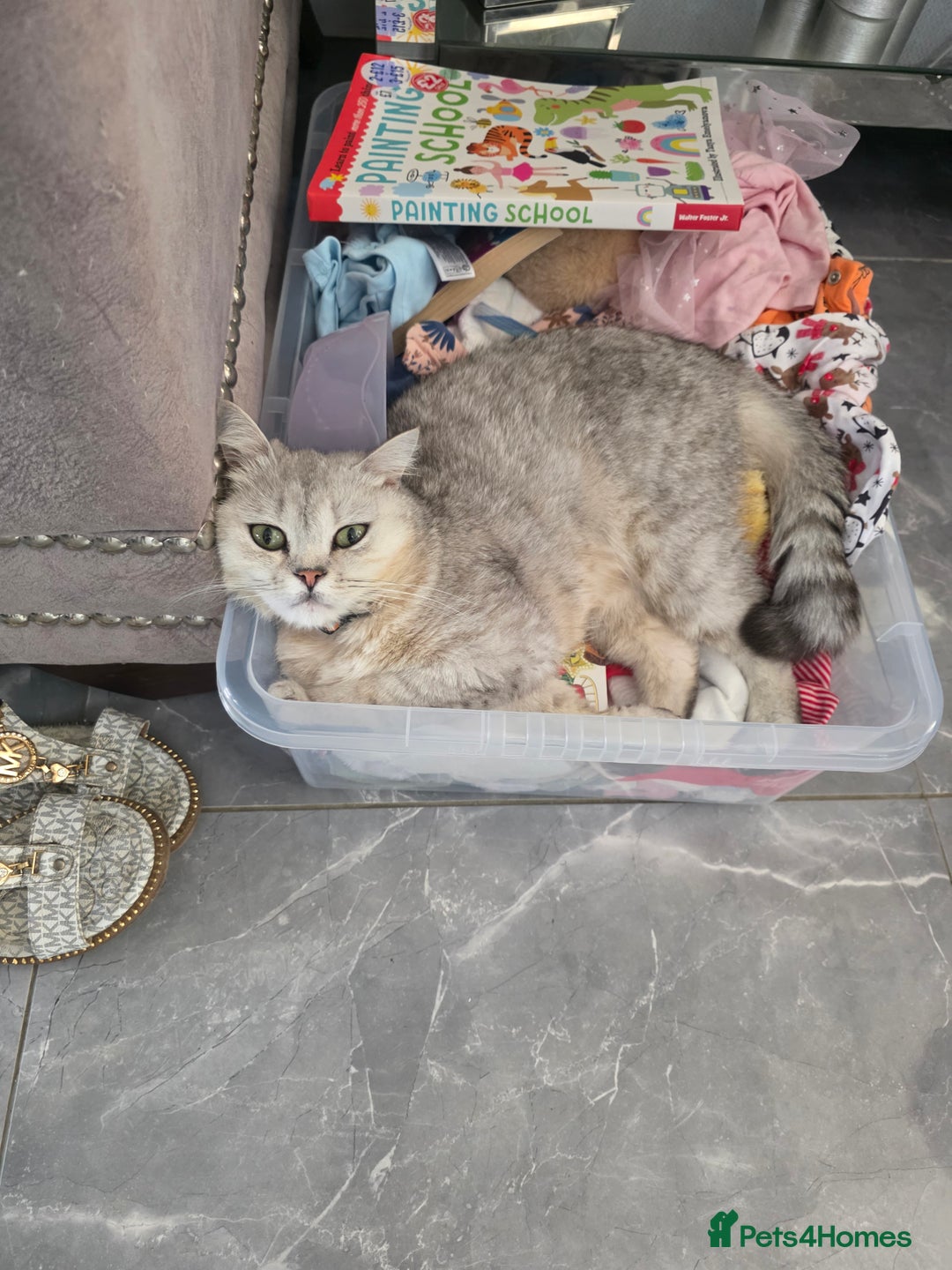 British Shorthair cats for sale: British short hair x - Image 5