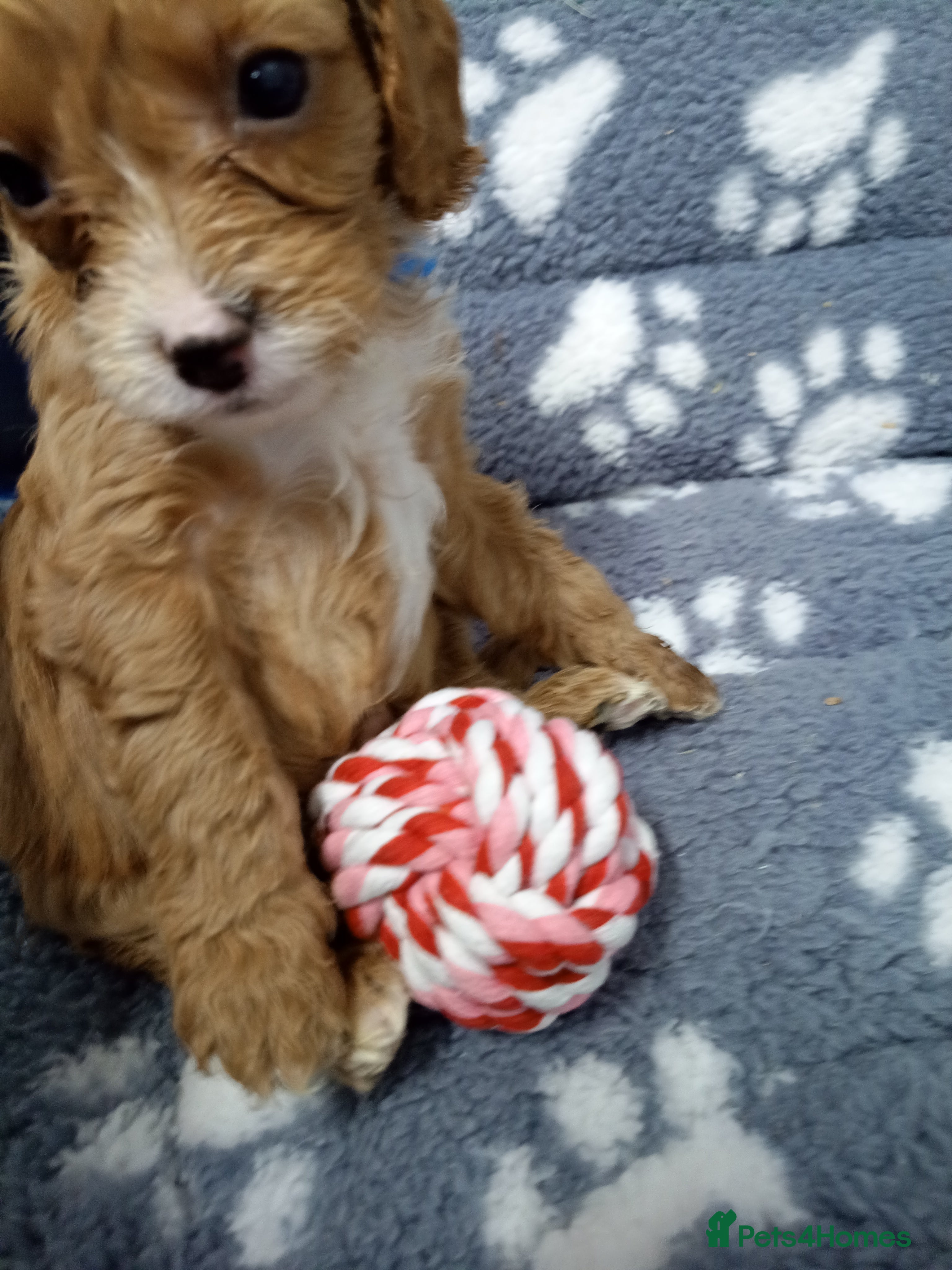 Cavapoo dogs Cavapoo puppies  - Advert 2