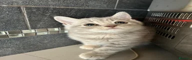 Scottish Fold Straight Ear Lilac Boy