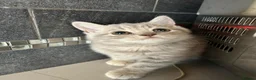 Scottish Fold cats for sale: Adorable Scottish Fold Kittens - Advert 4