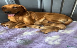 Labrador Retriever dogs for sale: Fox Red Labrador Puppies - Image 3