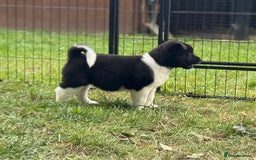 Akita dogs for sale: Quality KC Registered American Akita Puppies - Image 25