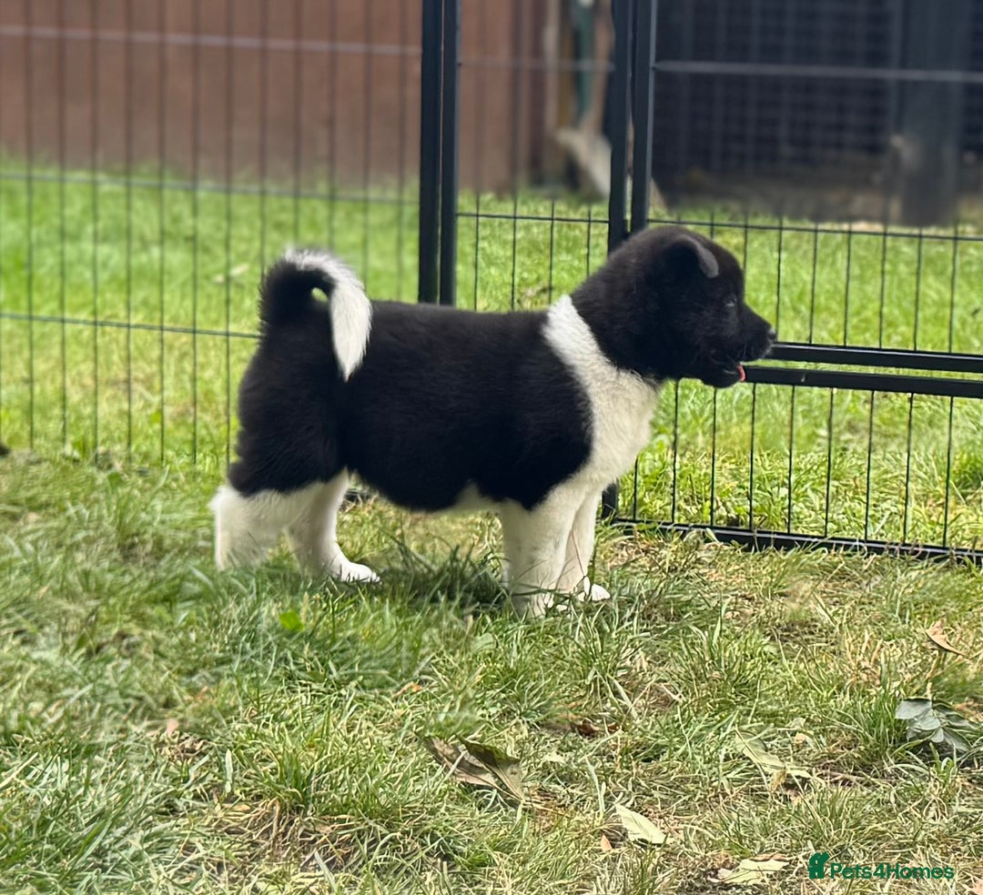 Akita dogs for sale: Quality KC Registered American Akita Puppies - Image 25
