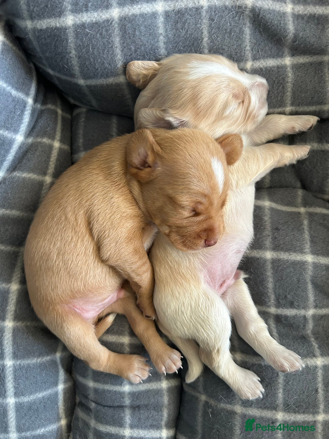 Cocker Spaniel dogs for sale: Working Cocker Spaniel Puppies  - Image 5