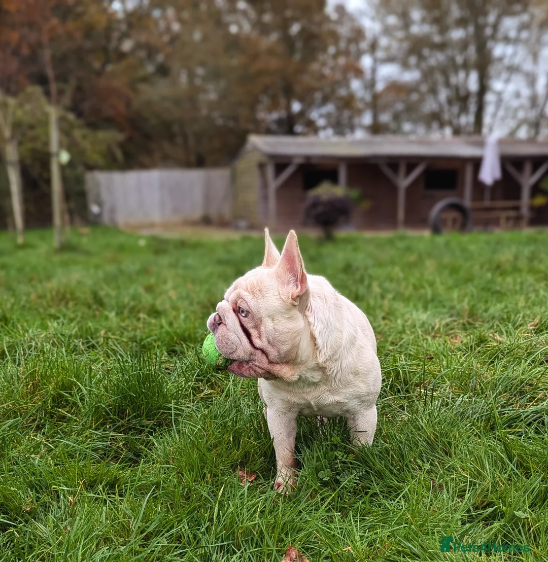 French Bulldog dogs for stud: Lilac platinum french bulldog stud in Portsmouth - Advert 7