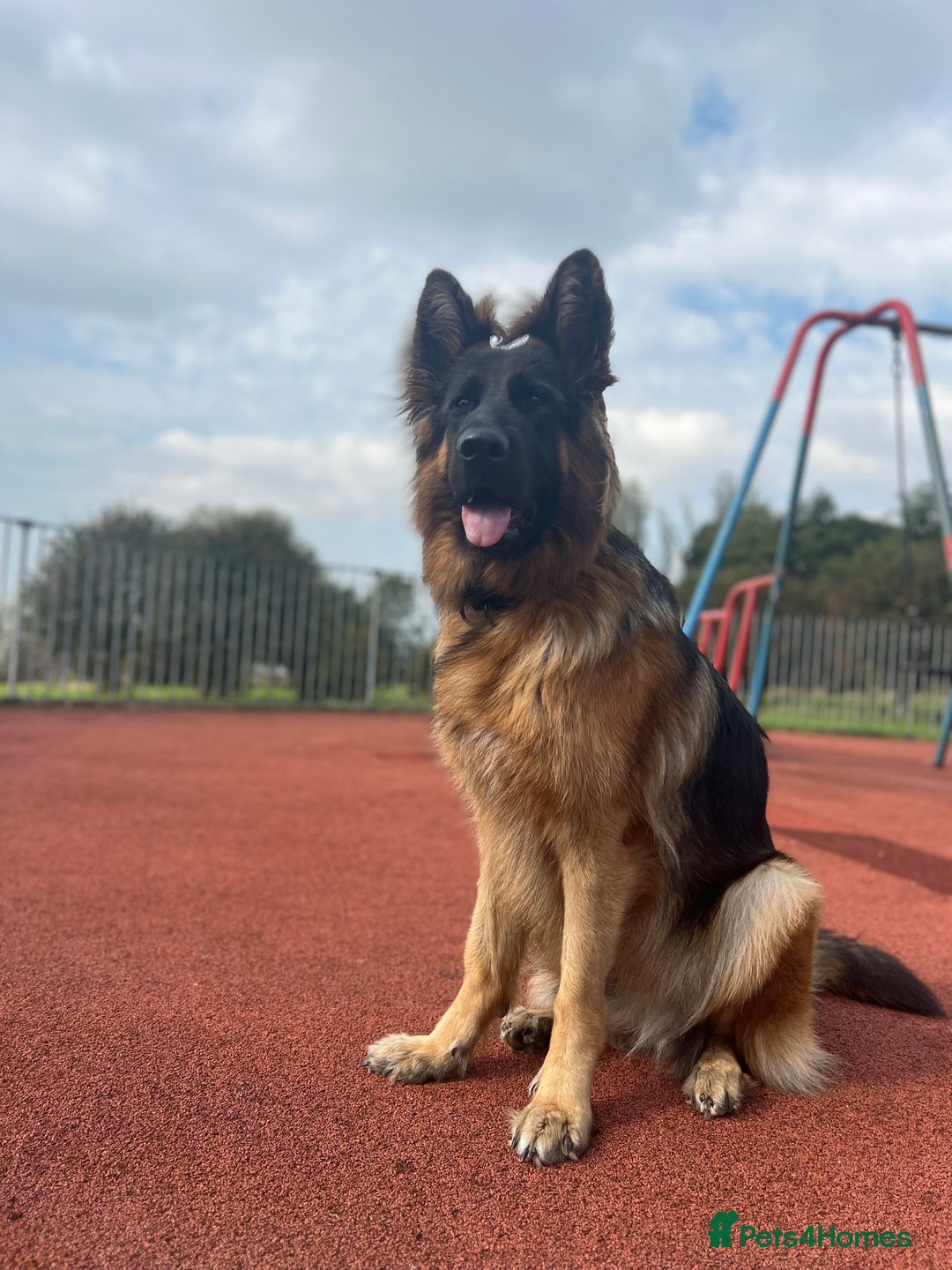 German Shepherd dogs for sale: Beautiful German Shepherd  - Advert 2