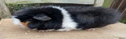 Guinea Pig rodents for sale: Beautiful sows - Advert 4