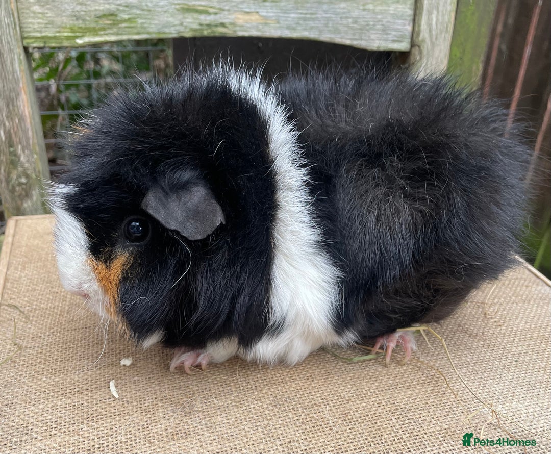 Guinea Pig rodents for sale: Beautiful sows - Advert 4