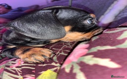 Mixed Breed dogs for sale: Miniature dachshund X French bulldog  - Image 3