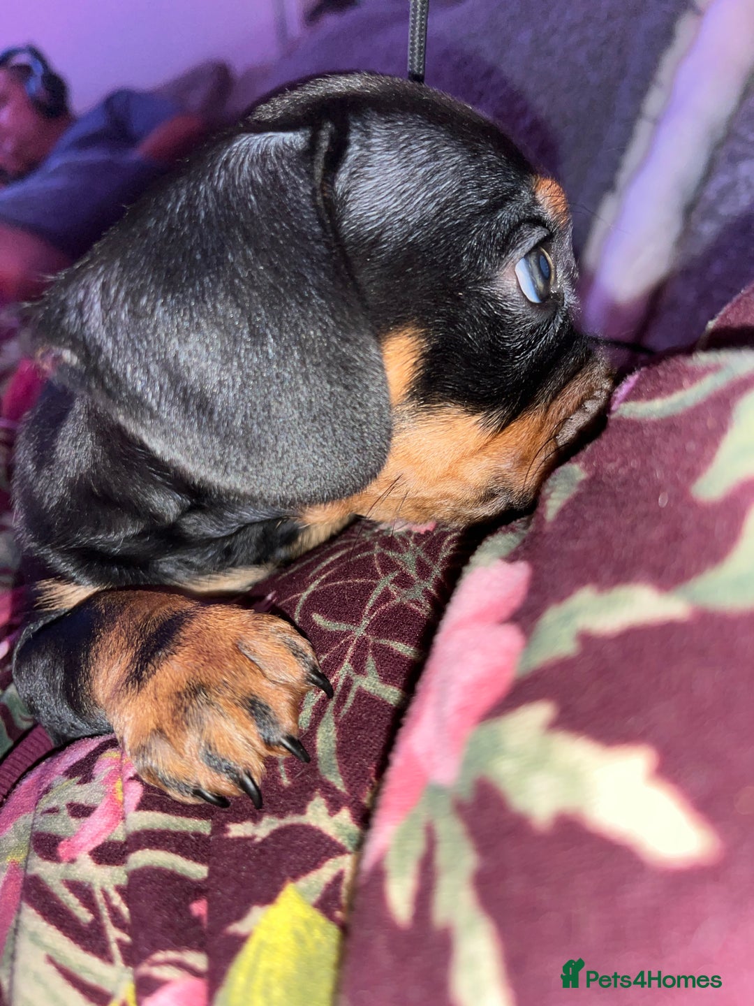 Mixed Breed dogs for sale: Miniature dachshund X French bulldog  - Image 3