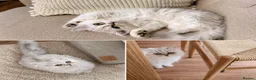 Persian cats for sale:     ✨Stunning Persian Chinchilla Ready to Go✨ - Advert 6