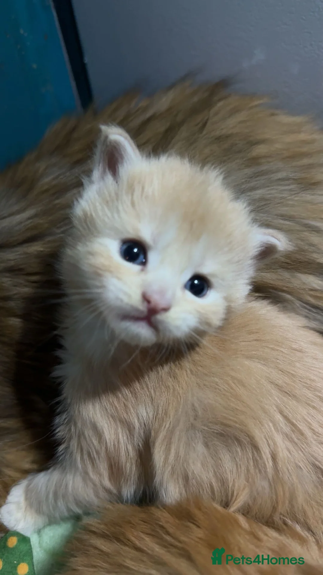 Maine Coon cats for sale: Big chunky Russian bloodline kittens - Advert 5