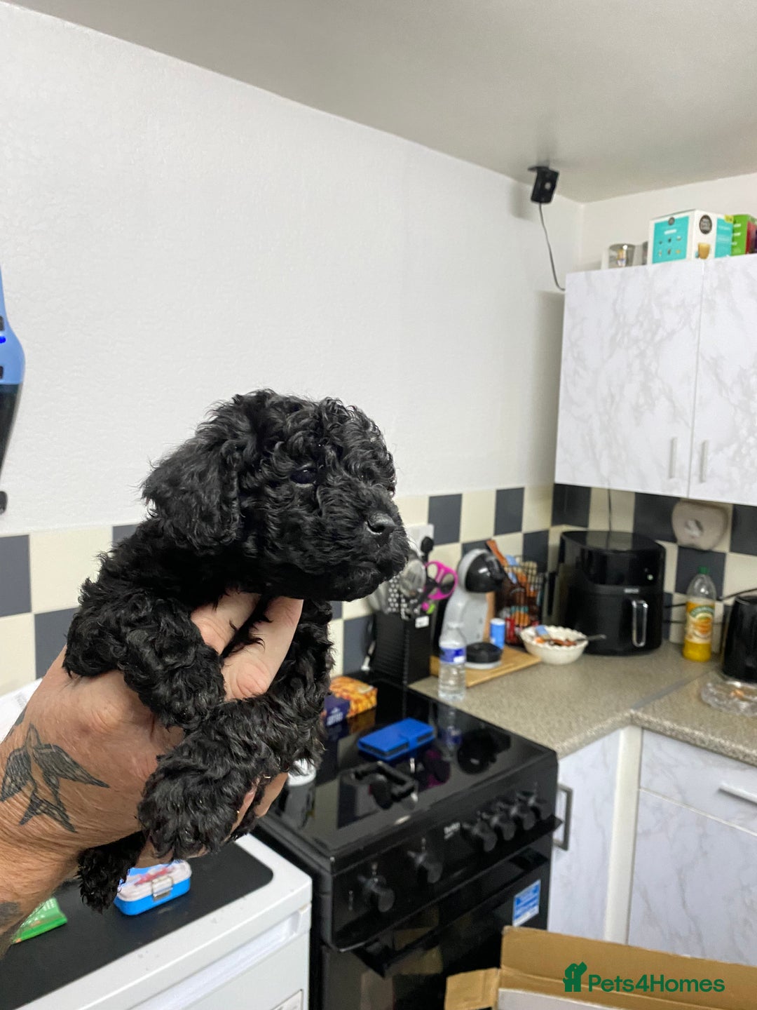 Labradoodle dogs for sale: Toy adorable Labradoodle DNA TESTED - Image 8