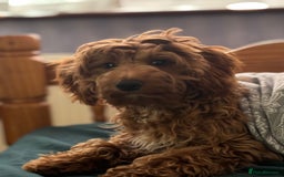 Cockapoo dogs for stud: 🐶 Proven Cockapoo stud - Milo  in Hayes - Image 5