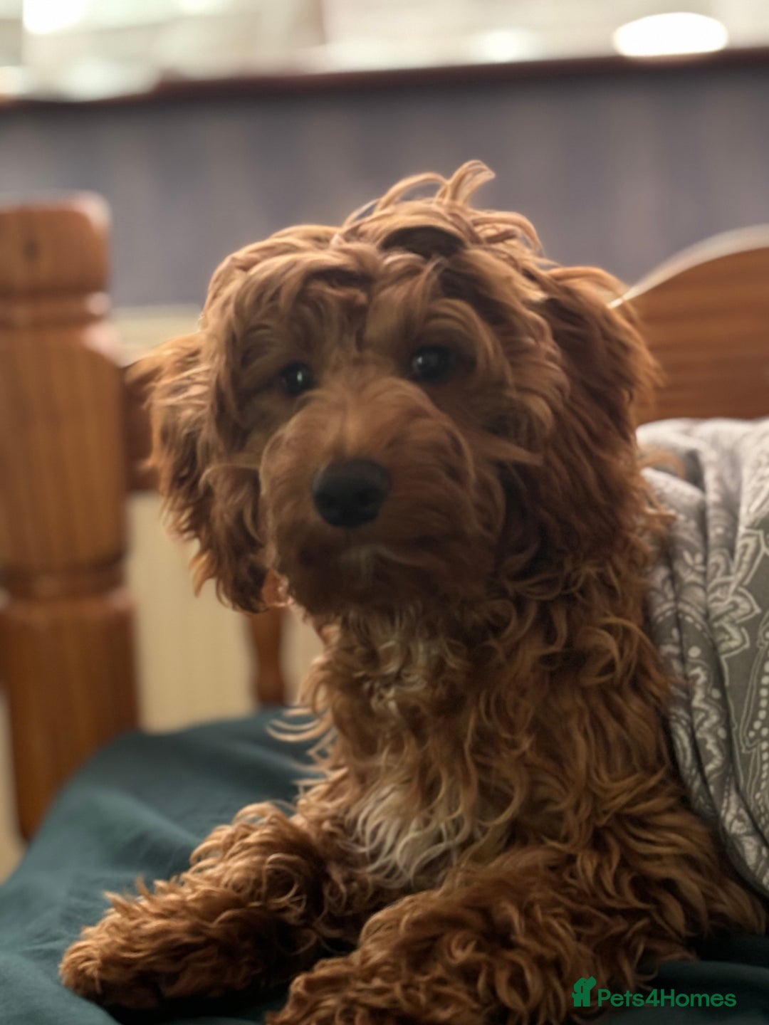 Cockapoo dogs for stud: 🐶 Proven Cockapoo stud - Milo  in Hayes - Image 5