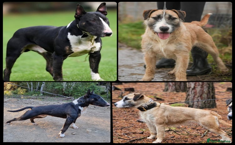 Mixed Breed dogs in Egham - Advert 10