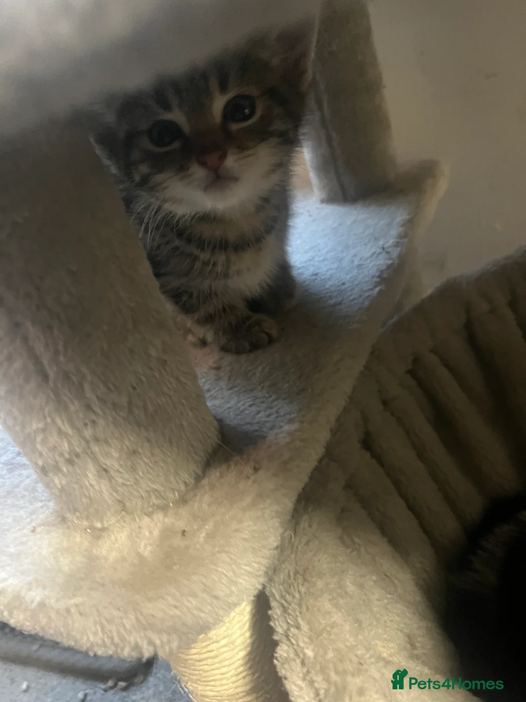 Mixed Breed cats for sale: Stunning 9 week old Female & Male kitten - Advert 10