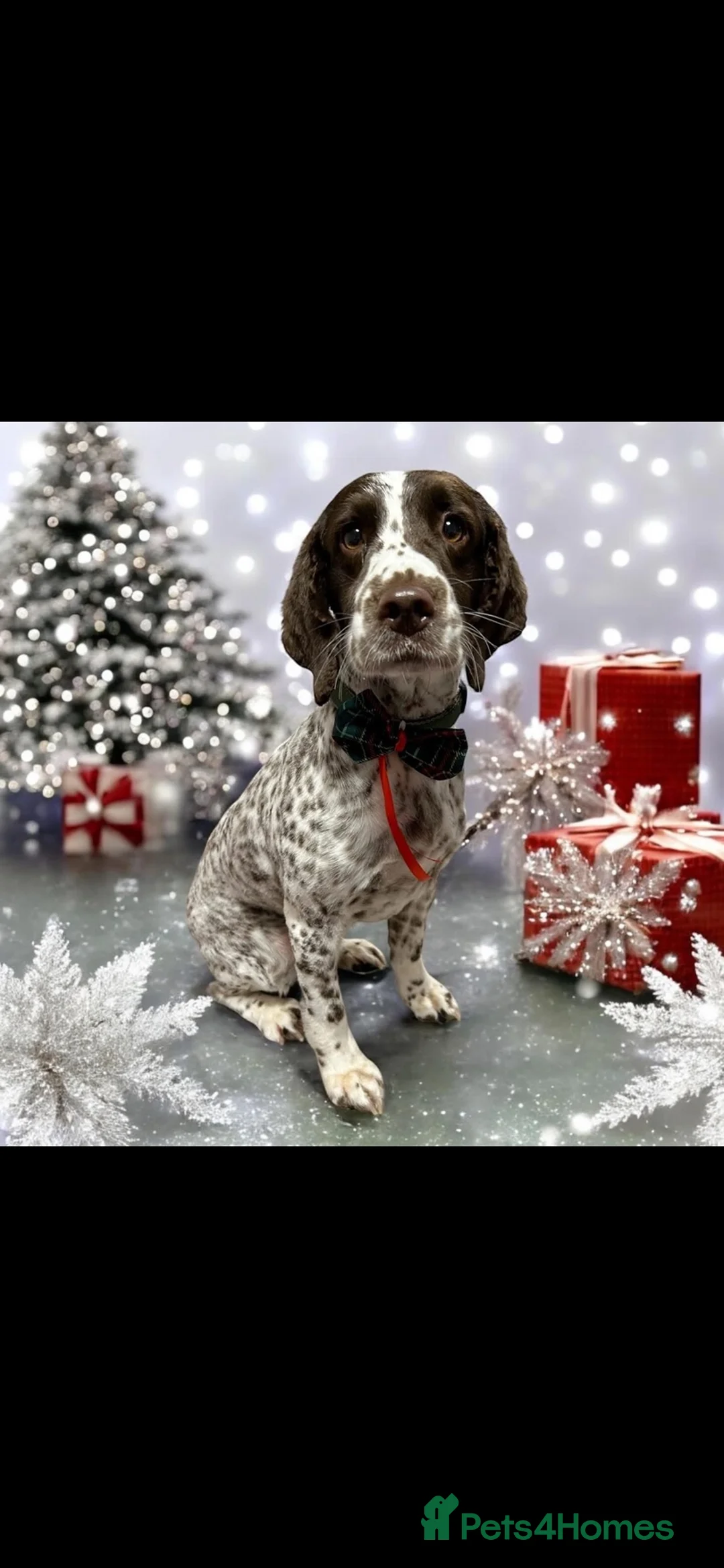 English Springer Spaniel dogs for sale: KC Registered Spring Spaniels - Advert 2