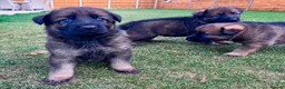 German Shepherd dogs for sale: KC Registered German Shepard Puppies 🐾🐾🐾 - Advert 16