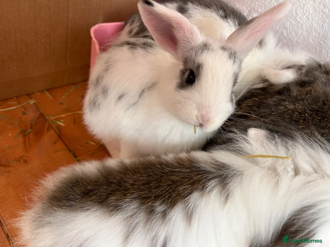 Mini Lion Lop rabbits for sale: Adorable lion lops ready for there forever home! - Advert 4