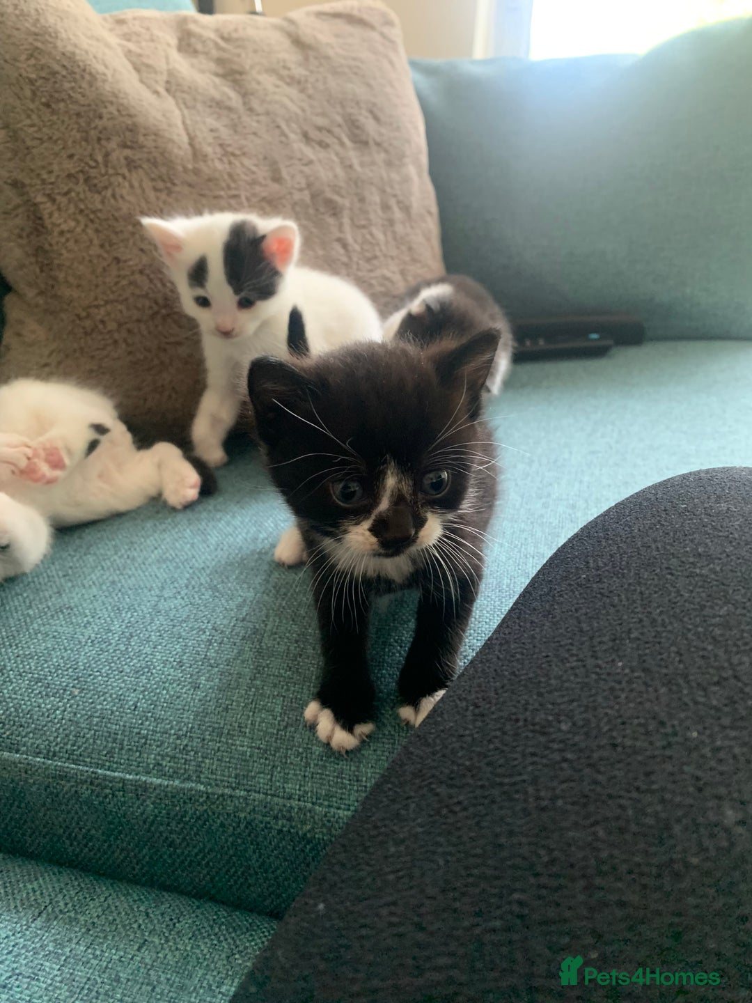 Mixed Breed cats for sale: Kittens - 2 boys 1 girl - ready to leave! - Image 10