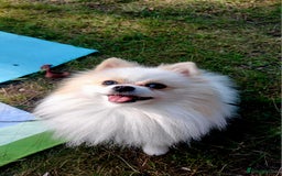 Pomeranian dogs for stud: Miniature pomeranian  in Spalding - Image 4