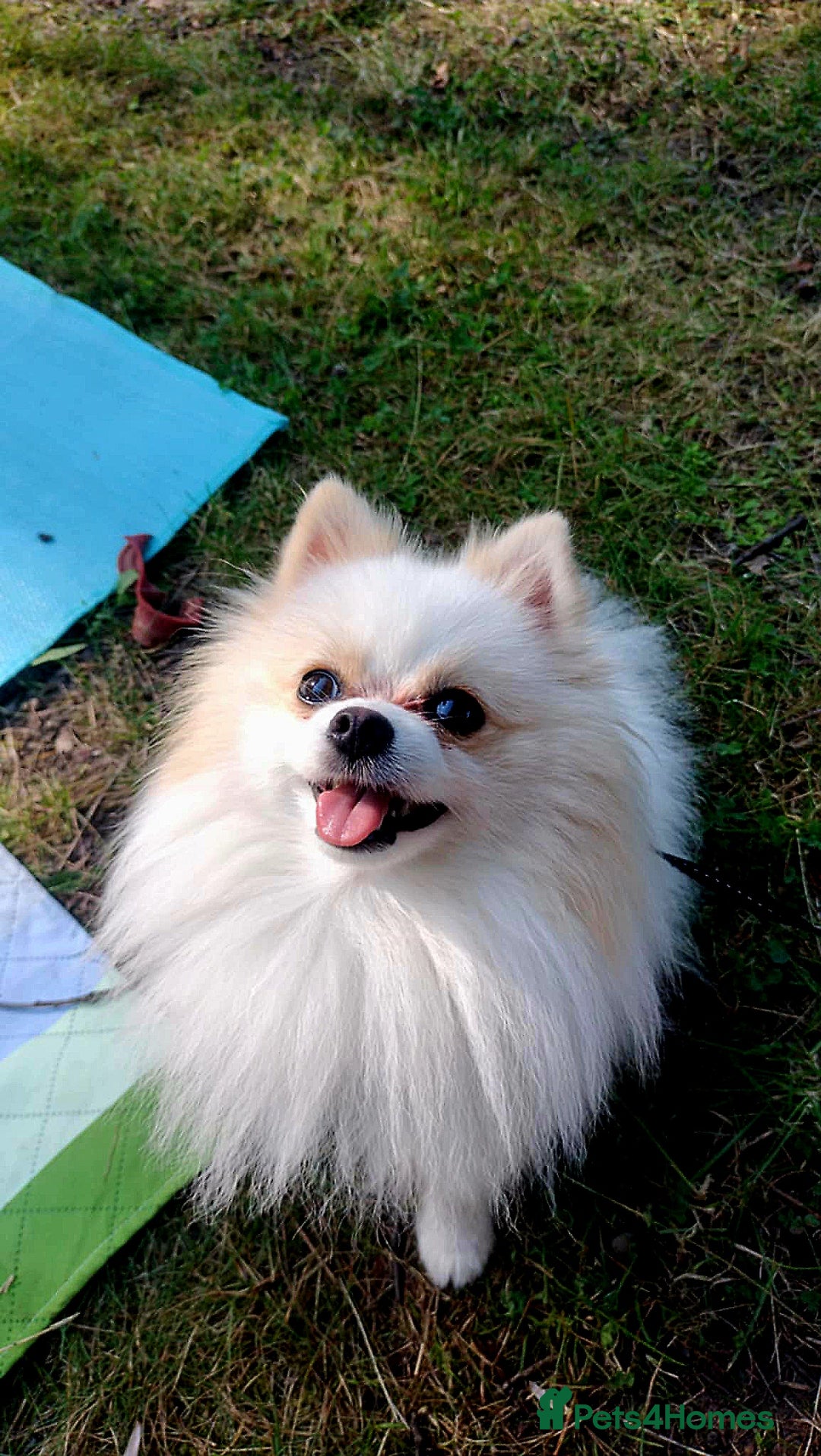 Pomeranian dogs for stud: Miniature pomeranian  in Spalding - Image 4