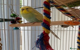 Budgerigars birds for sale: Bonded budgies for sale  - Image 6