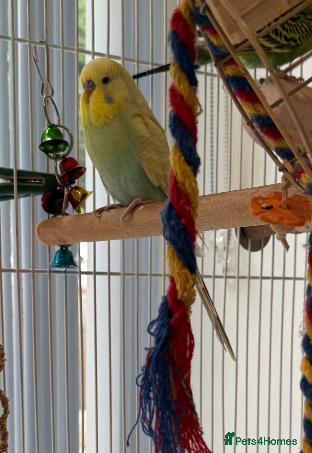 Budgerigars birds for sale: Bonded budgies for sale  - Image 6