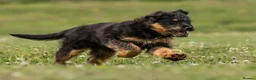 Mixed Breed dogs for sale: Fabulous Shepadoodles 2 stunning girls  - Advert 11