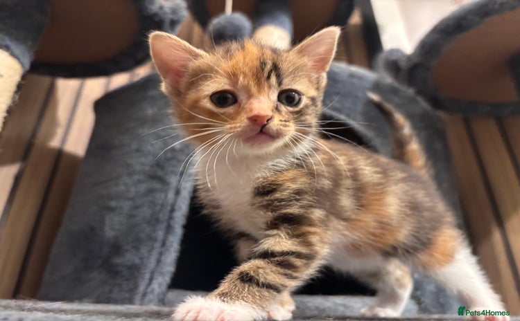 Domestic Shorthair cats - Advert 2
